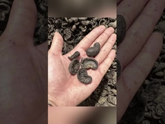 Máy chế tạo hạt chết phẳng